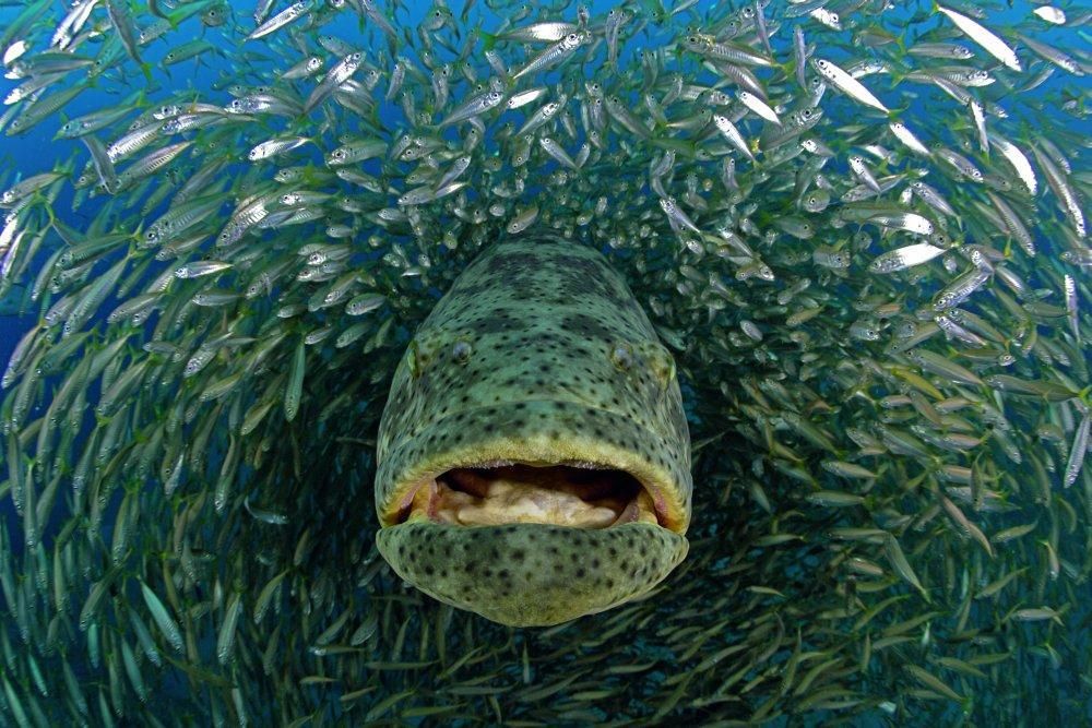 NEED a wallpaper??? some amazing fishing pictures. | Bloodydecks